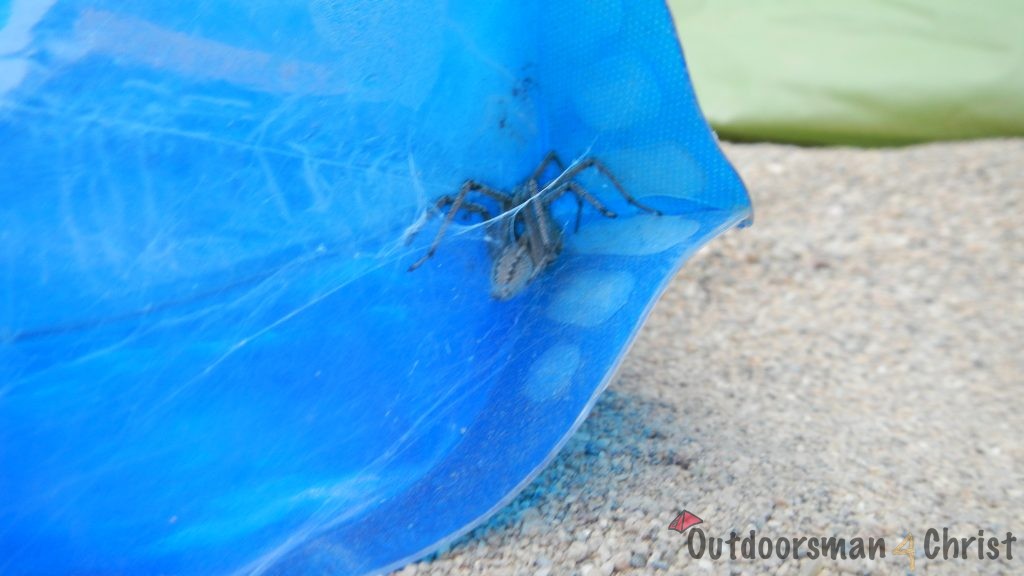 spider on water bottle