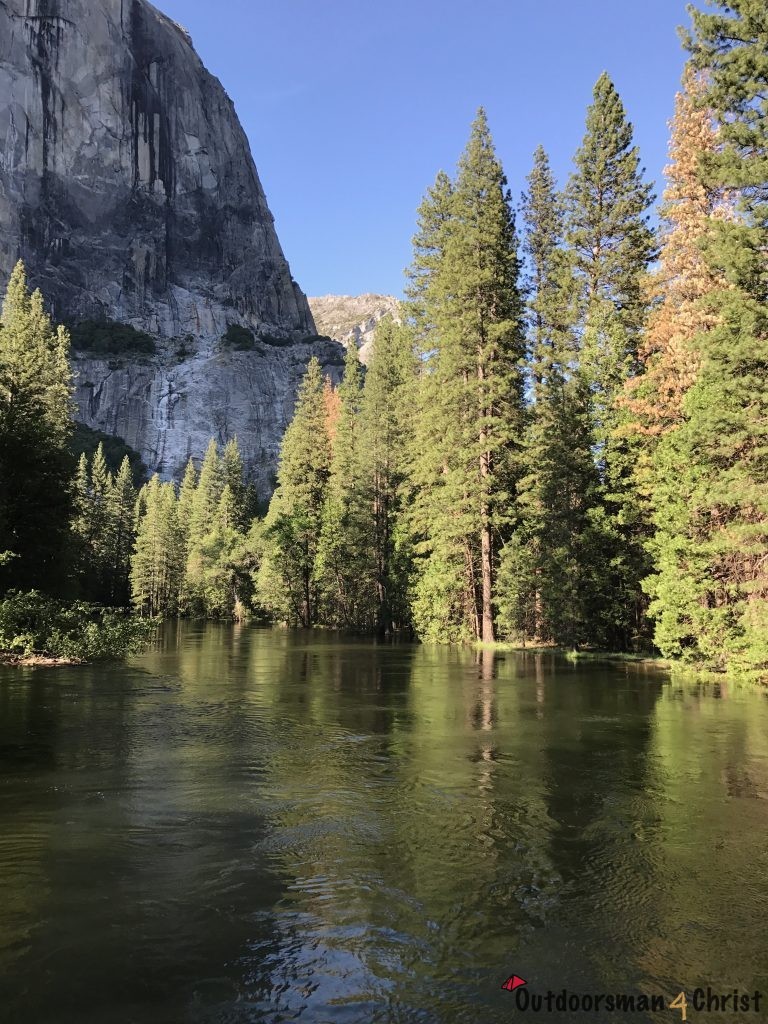 reflection from tree